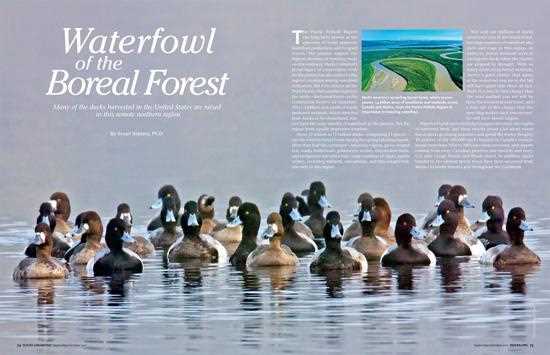 Waterfowl of the Boreal Forest