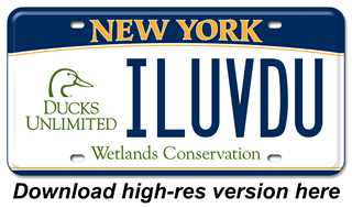 NY License Plate