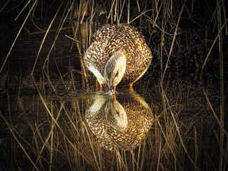 Bill Niven, Wildlife Photography