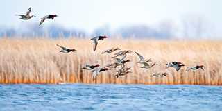 Horicon's wetlands provide important nesting habitat for redheads and a variety of other bird species.