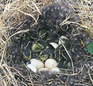 Ducks in nest
