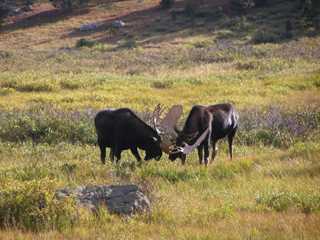 Moose playing on land