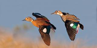 3-ringed-teal