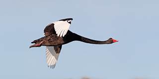 5-black-swan