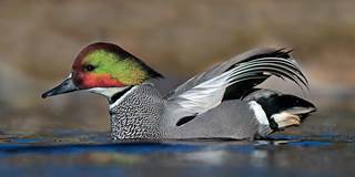 27-falcated-duck