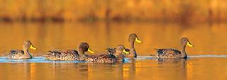 20-yellowbilled-duck