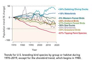 bird-trends-chart