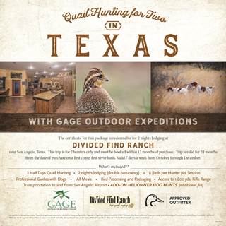 quail-hunting-texas