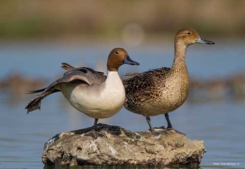 Types Of Ducks Geese Duck Identification,Fettucini Pasta