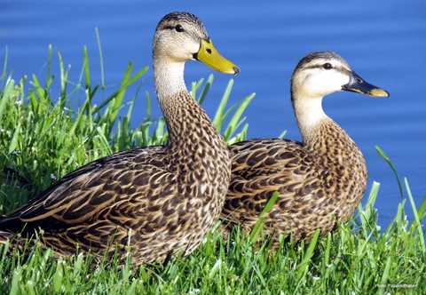 duck mottled ducks types