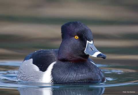 are ringneck ducks good to eat