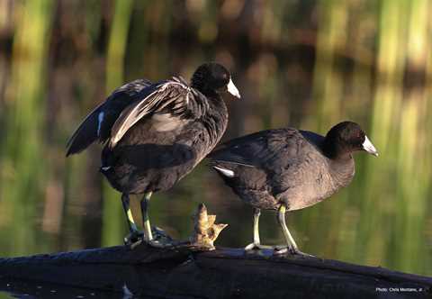 American Coot - Types of Ducks & Geese | Ducks Unlimited